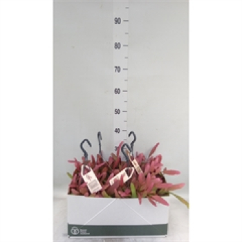 Rhipsalis "Red Coral" Ampel