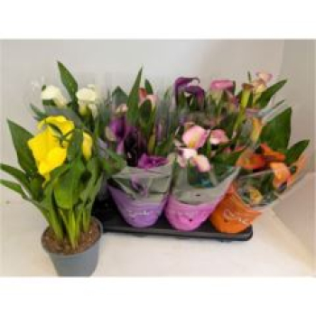 Calla Mix