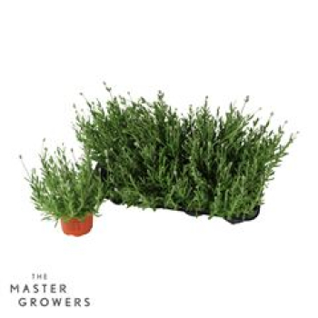 Lavandula ang. weiß
