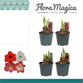 Hippeastrum 2 Knospen Mix