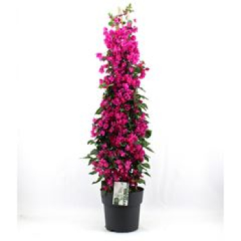Bougainvillea 'Sanderiana -'Pyramide