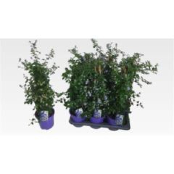 Ceanothus thyrsiflorus Pyramide
