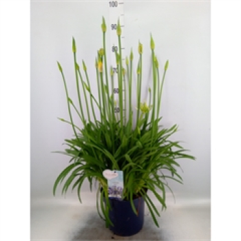 Agapanthus Kübel blau