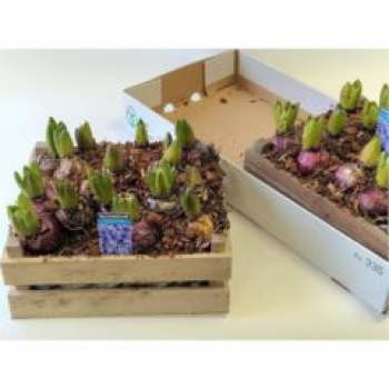Hyacinthus in Holzkiste