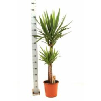 Yucca