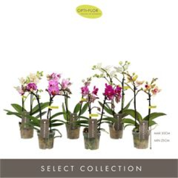 Mini Phalaenopsis 2 Rispen Mix