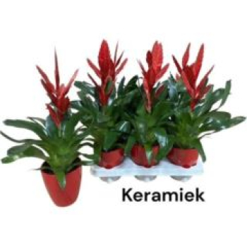 Vriesea rot mit Übertopf