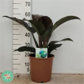 Philodendron 'Imperial Red'