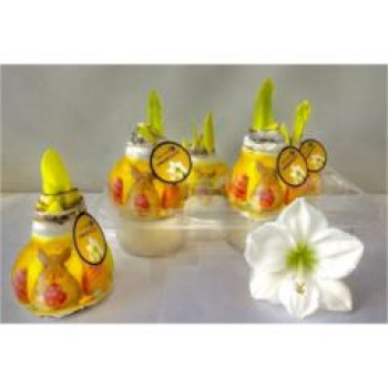 Hippeastrum in Wachs-Ostern