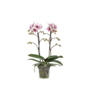 Phalaenopsis 2 Rispen gefleckt