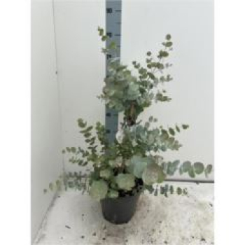 Eucalyptus cinerea
