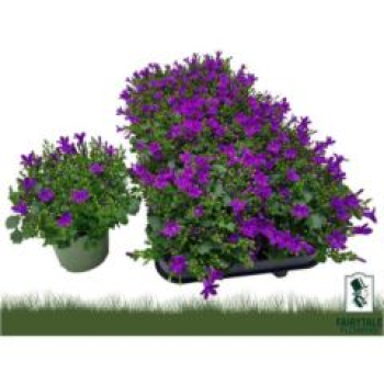 Campanula porten.
