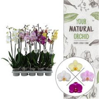 Phalaenopsis 2 Rispen Mix