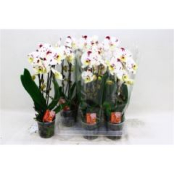 Phalaenopsis "Cascade" lila-weiß gefleckt