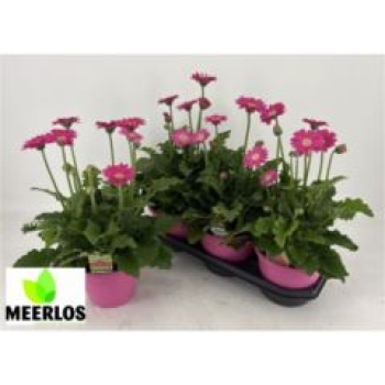 Gerbera 'Sunshaper Endless' rosa