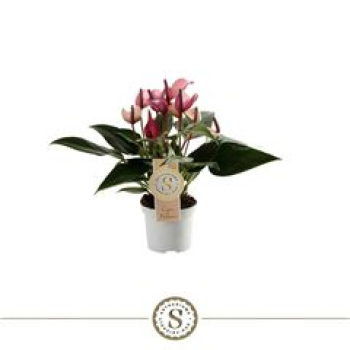 Anthurium andr. midi "Zizou"