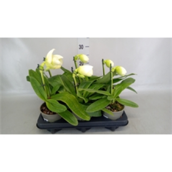 Paphiopedilum weiß