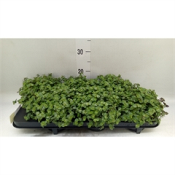 Callisia Repens