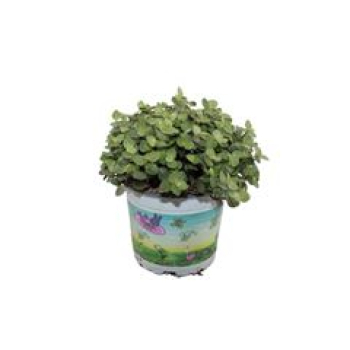 Callisia Repens
