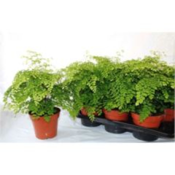 Adiantum raddi. 'Fragrans'