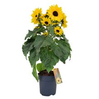 Helianthus an. 'Sunfinity'