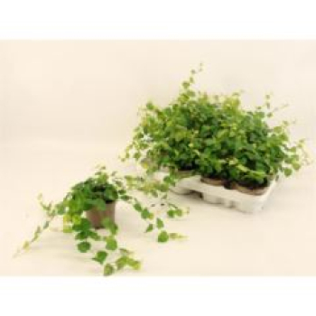 Ficus pumila "Sunny Green"