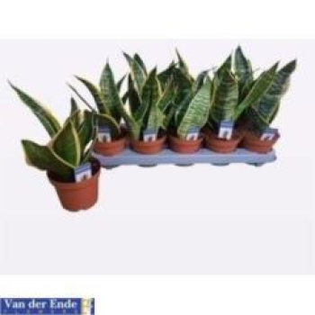 Sansevieria trifa. 'Futura Superba'