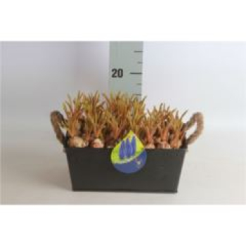 Muscari in Blechkiste