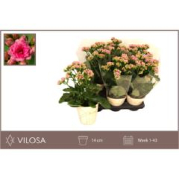 Kalanchoe 'Graceful Pink'