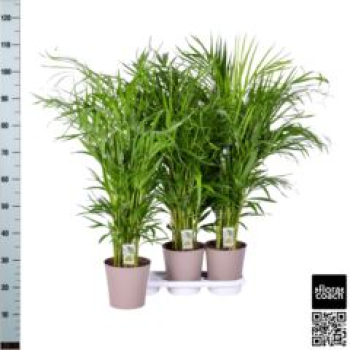 Dypsis lutescens