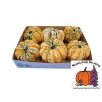 Cucurbita pepo 'Festival'