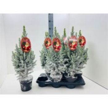 Picea glauca 'Magnifique' mit Schnee