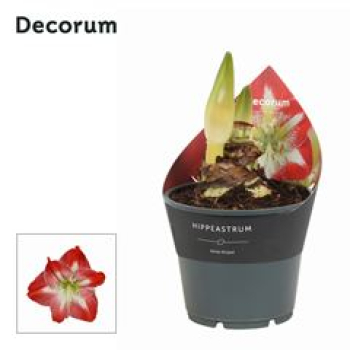 Hippeastrum 2 Knospen rot-weiß