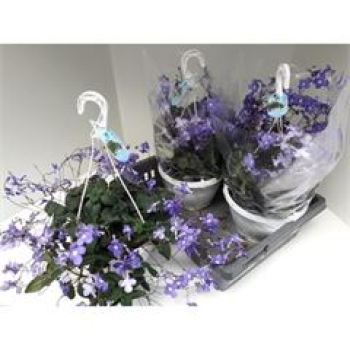 Streptocarpus Ampel