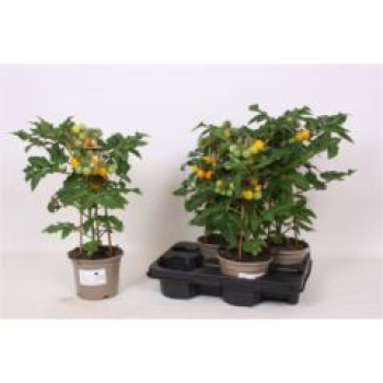 Solanum lycopersicum