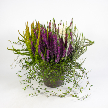 Calluna + Mühlenbeckia Tontopf
