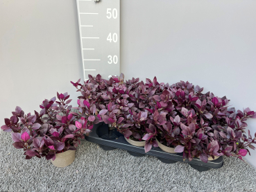 Alternanthera