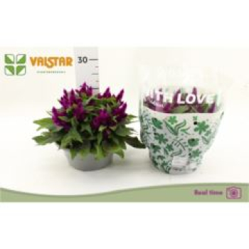 Celosia spic. Schale