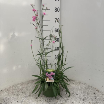 Lychnis Kübel rosa