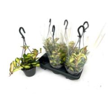 Hoya carnosa 'Tricolor' Amp.