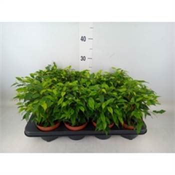 Ficus 'Kinky' grün