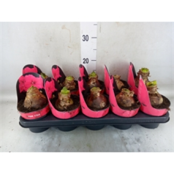 Hippeastrum 2 Knospen 'Pink Star'