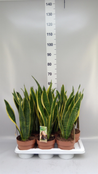Sansevieria trifa. 'Laurentii'