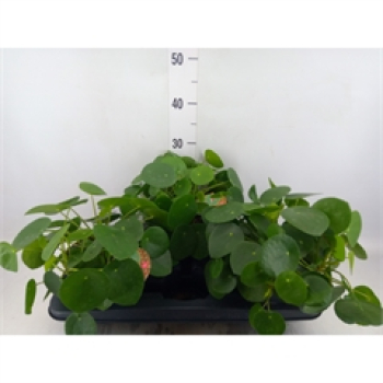 Pilea peperomioides