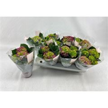 Hydrangea macr. midi lila