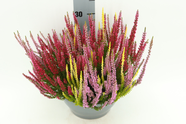 Calluna vulgaris Trio-Schale