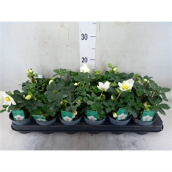 Helleborus niger midi