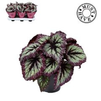 Begonia "Fireworks"