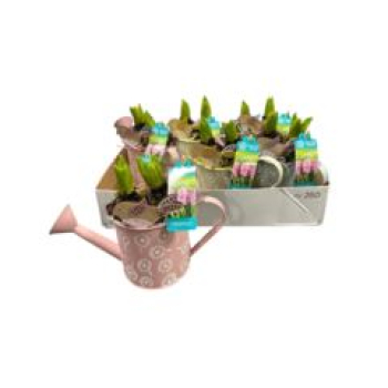 Hyacinthus in Gießkanne