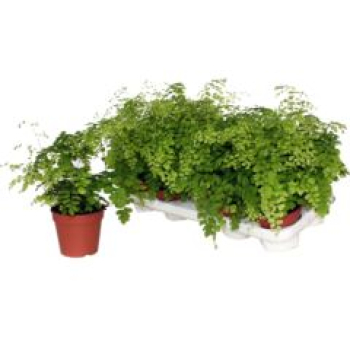 Adiantum raddi. 'Fragrans'